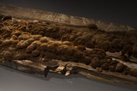Holzzerstörender Pilz