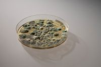 IB-Zauner Schimmel in einer Petrischale