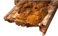 Holzzerstörender Pilz