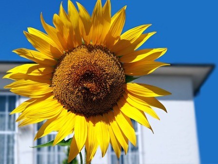 Sonnenblume vor Haus